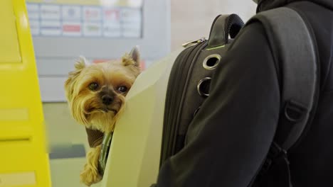 dog sitting in a dog carrier and looking at the camera