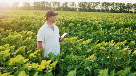 the farmer works in the field in the evening before sunset and uses a tablet