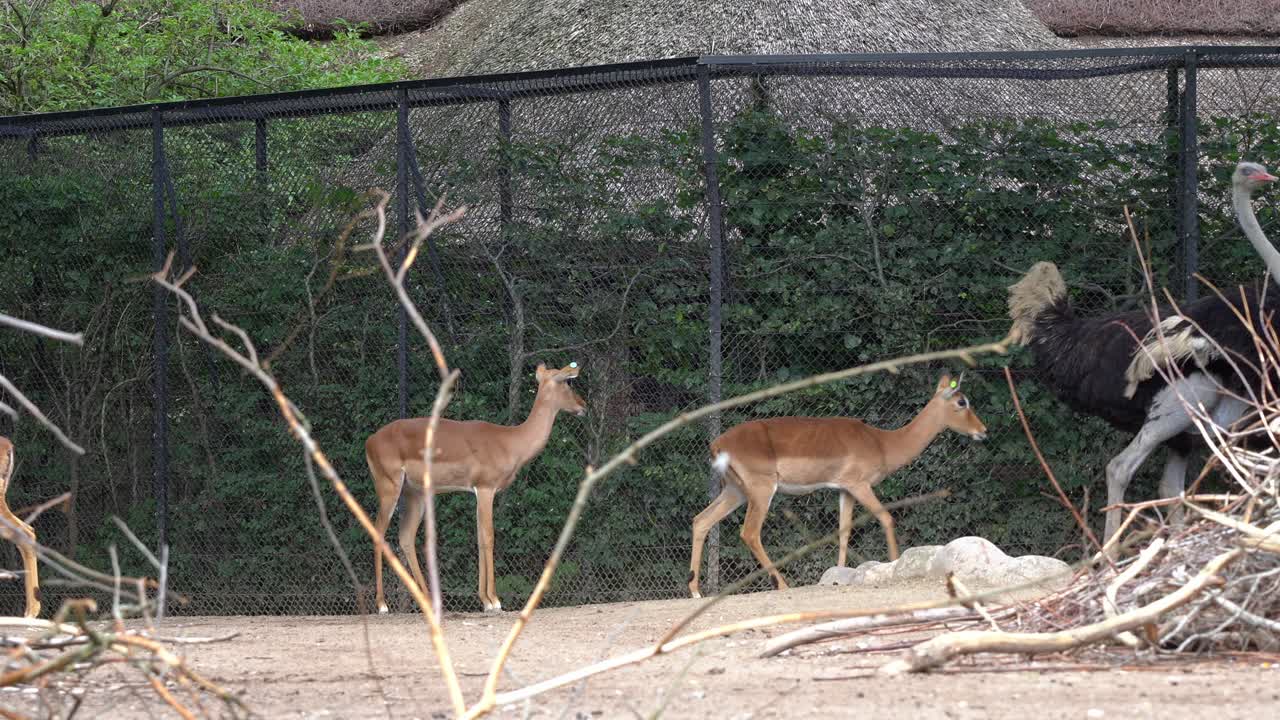 동물원 내의 거대한 울타리 앞에서  ⁇ 는 호랑이와 임팔라