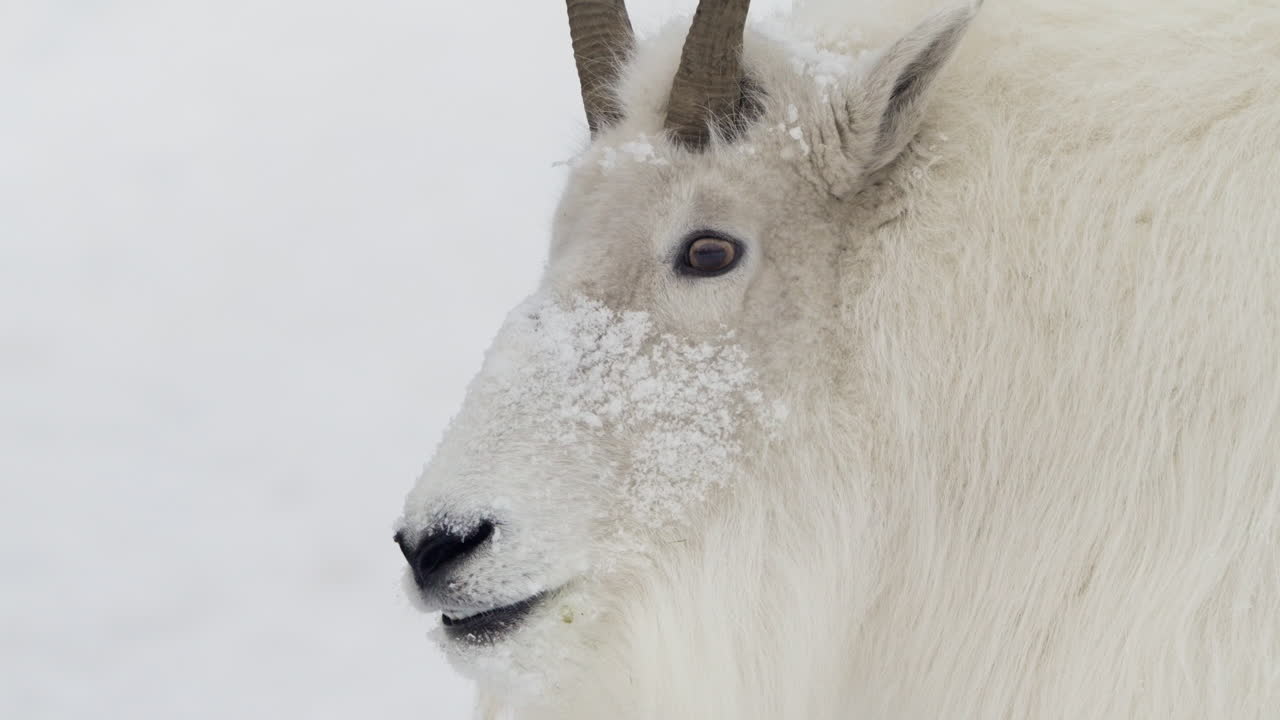 Fluffy Mountain Goat Over Winterly Nature Background In Yukon, Canada. Close-up Shot