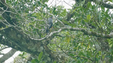 a-common-black-hawk-perched-in-a-coconut-palm-tree-on-the-beach-at-corcovado-national-park-of-costa-rica