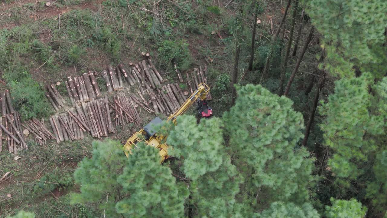 vista aérea panorámica de la cosechadora de feller buncher que corta las ramas de un árbol