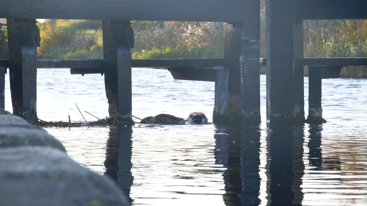 아일랜드 더블린의 대운하에서 물속에서 먹이를 찾는 오리