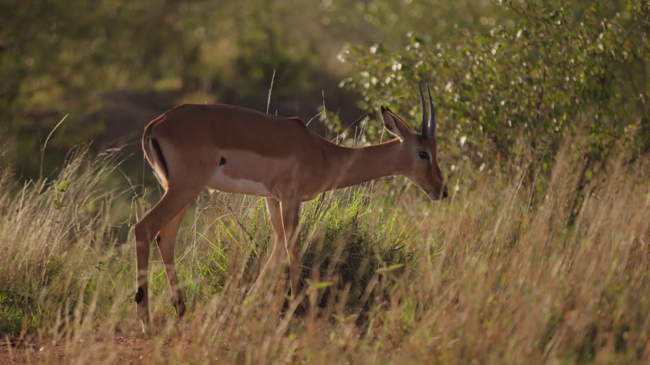 Impala solitario al pascolo nella savana erbosa al mattino.