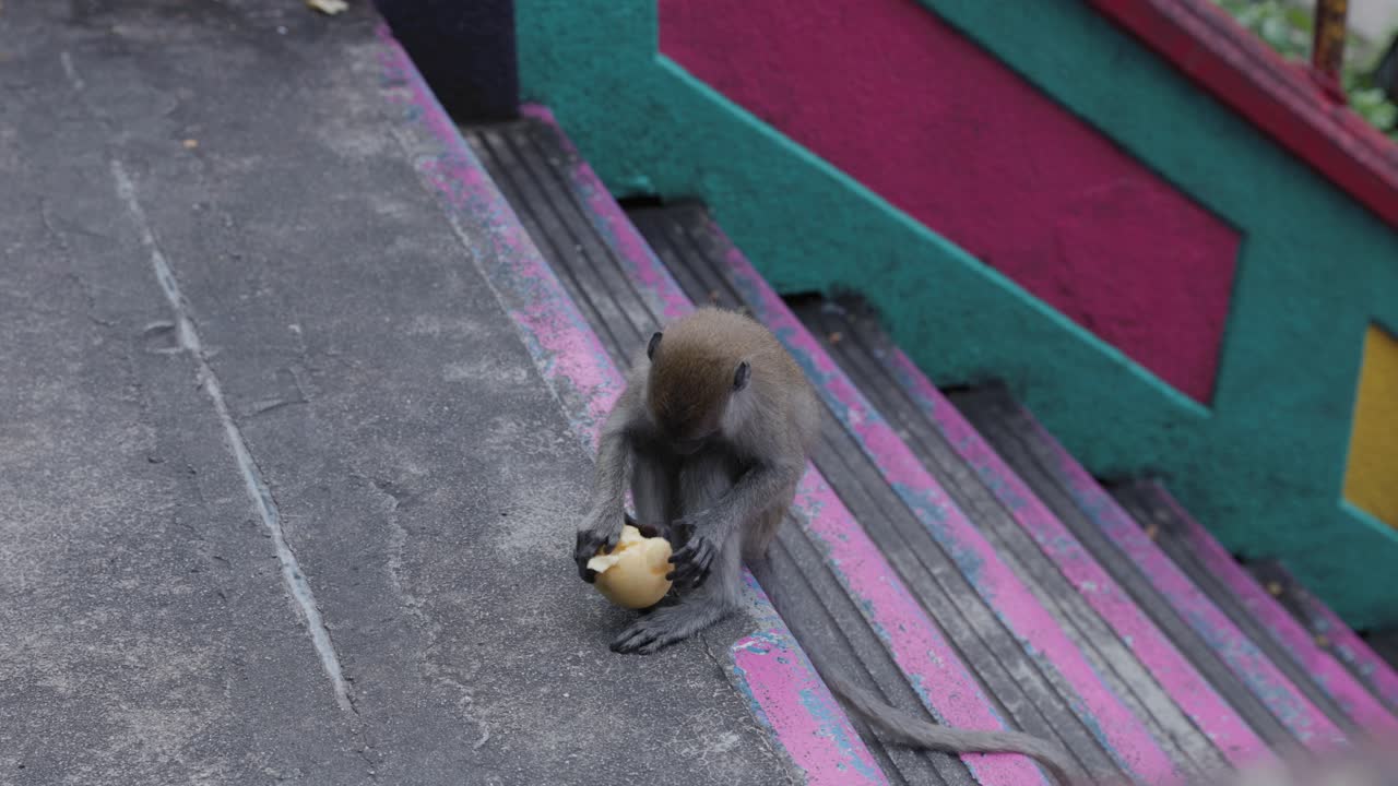 Cute crab-eating macaque sitting on a temple stair and eating fruit, Southeast Asia, Malaysia.