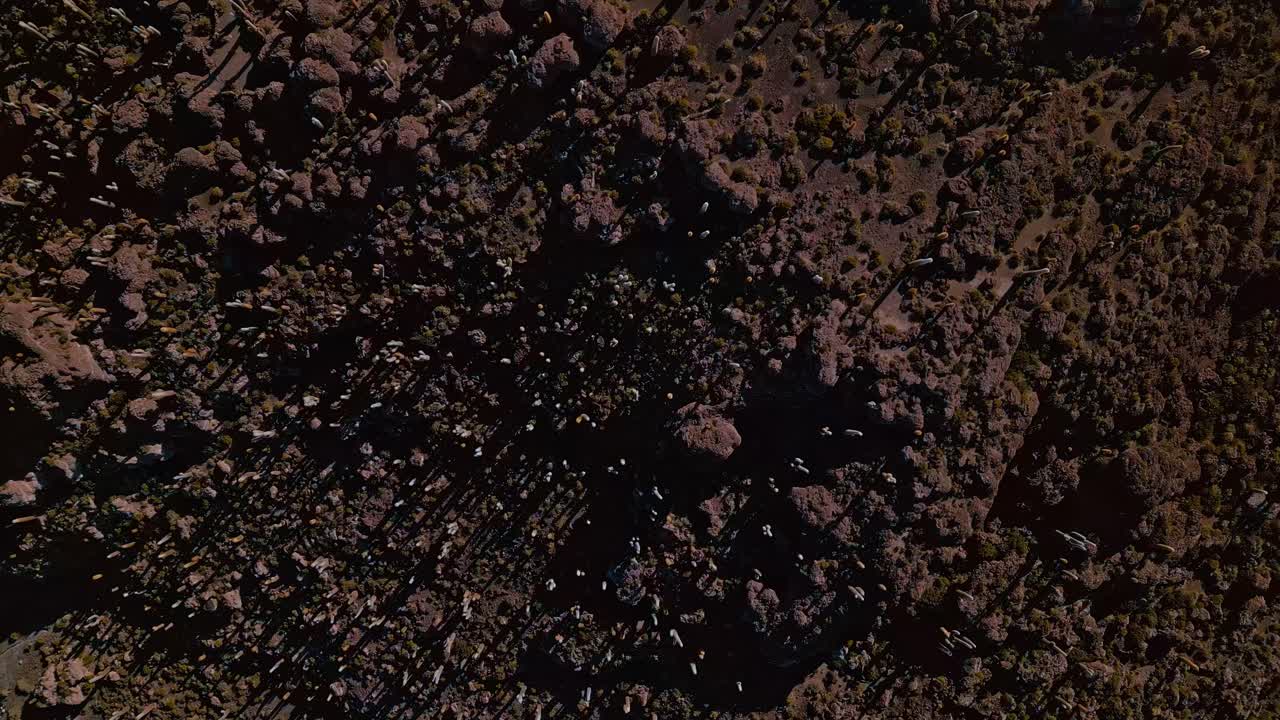 Witness Bolivia's natural marvels come to life at sunrise with stunning drone footage of Isla Incahuasi, Salar de Uyuni's salt flats