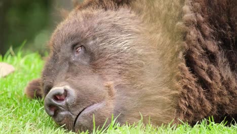 brown bear resting brown bear ursus arctos resting on beach kamchatka russia