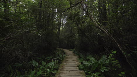 Camera-moves-down-boardwalk-through-dark-dense-temperate-rain-forest