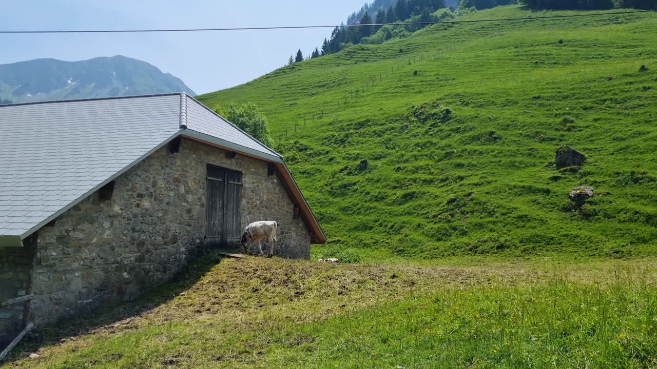 A lone calf seeks shade beside a stone alpine house, surrounded by green mountain pastures with alpine peaks in the background, capturing serene rural life, Schwarzsee, Fribourg, Switzerland