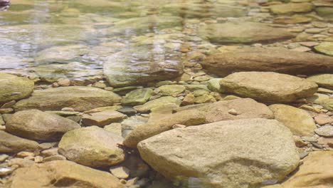 a clear stream with sparkling water surface，river flow