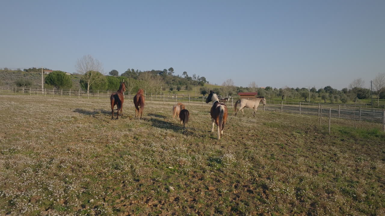 caballos en una pradera en el centro de portugal drone filmado en cámara lenta
