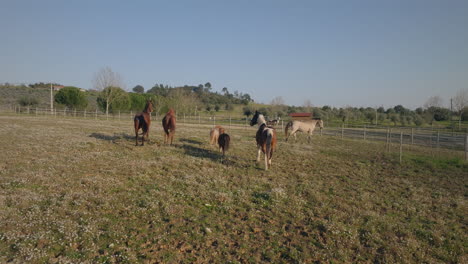 horses in a prairie in central portugal drone shot slow motion