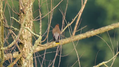 a cedar waxwing perched on a branch against the green of the forest