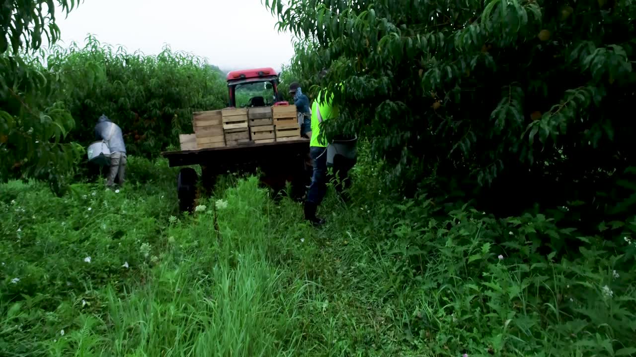 Ripresa aerea bassa che si avvicina a un trattore con pianale carico di pesche mentre i contadini raccolgono i frutti dagli alberi.