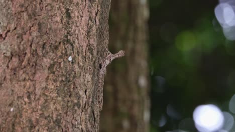 an insect moving on the left while this individual looks away from its potential prey, spotted flying dragon draco maculatus, thailand