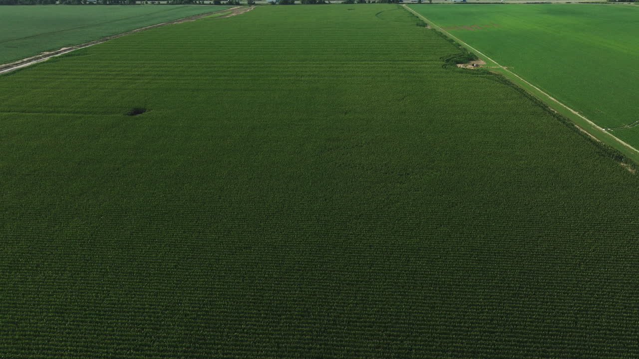 un vasto campo de maíz verde sin fin en el campo de los estados unidos, arkansas, aéreo