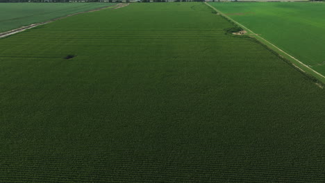 vast endless green corn field in united states countryside, arkansas, aerial