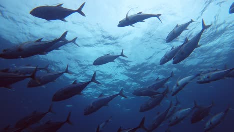 Una-Gran-Escuela-De-Peces-Gato-Nadando-Juntos-En-Las-Islas-Del-Coco