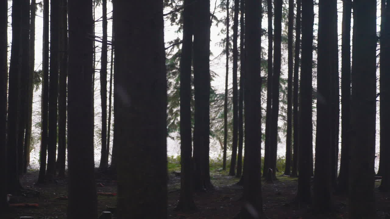 Dark And Dense Forest With Silhouetted Tree Trunks During Foggy Winter Day