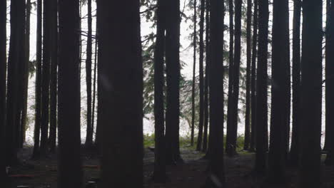 dark and dense forest with silhouetted tree trunks during foggy winter day