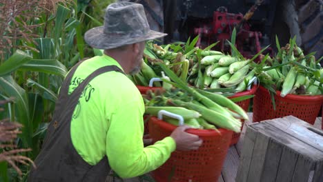el agricultor organiza contenedores de maíz en la superficie plana detrás del tractor