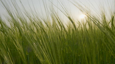 Beautiful-sunkissed-crops-swaying-in-gentle-breeze-at-sunset,close-up