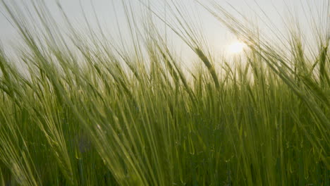 Hermosos-Cultivos-Bañados-Por-El-Sol-Que-Se-Balancean-En-Una-Suave-Brisa-Al-Atardecer,-De-Cerca