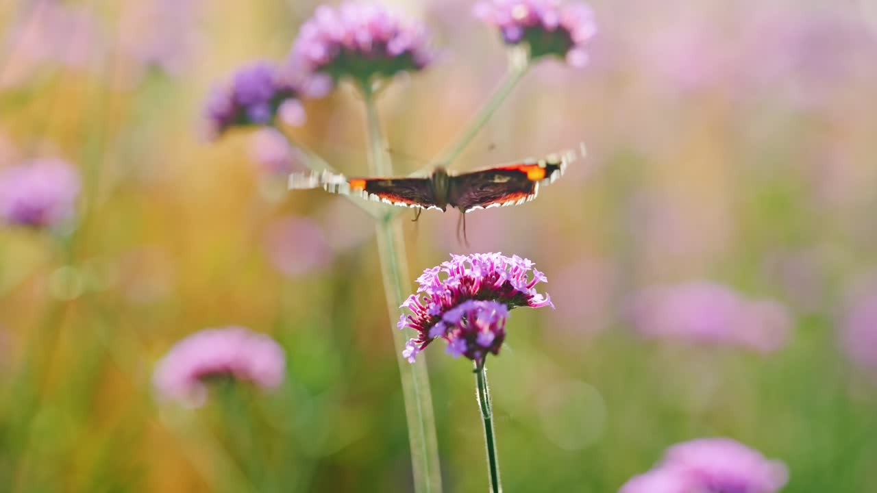Scena macro di fauna selvatica di una delicata farfalla Ammiraglio che si allontana da un campo fiorito.