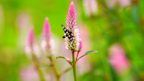 butterfly on pink flower in green field background