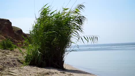 Wehender-Busch-An-Der-Küste-Mit-Dem-Meer-Im-Hintergrund---Halbtotale