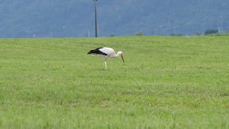 disparo medio de cigüeña blanca en el prado buscando y picoteando comida a la luz del sol