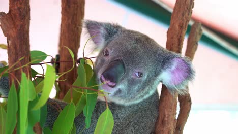 close up head shot of a male koala, phascolarctos cinereus resting on the tree, eating eucalyptus leaves