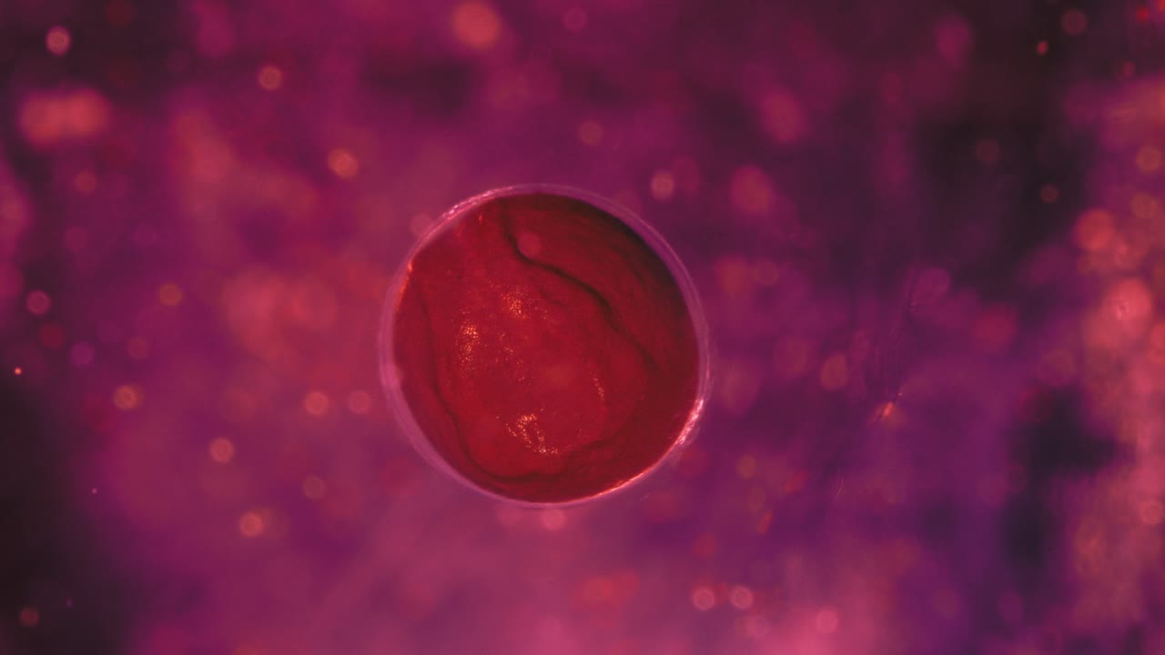 Microscopic Embryonic Organism Developing in a Bubble