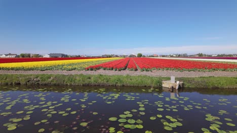 rows of blooming tulips in netherlands - drone shot