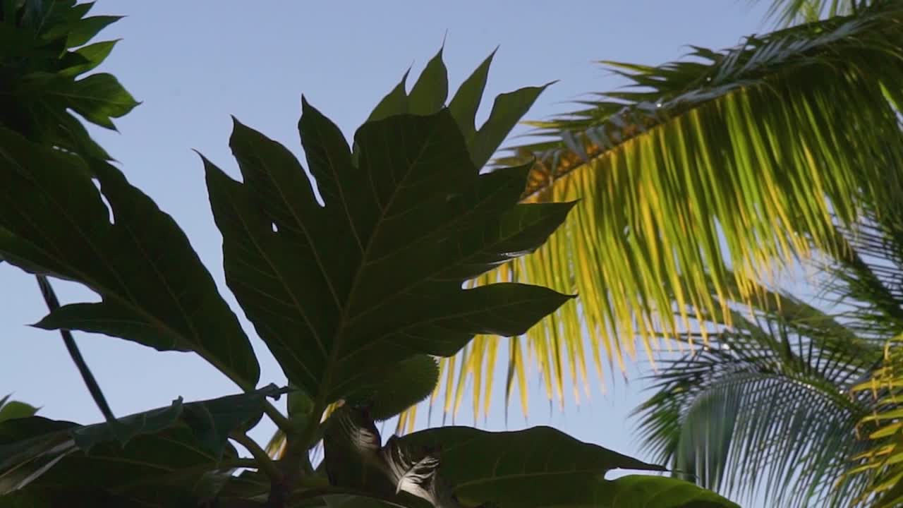 looknig up towards palm trees with a blue sky