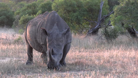 close view of lone white rhino bull grazing on grass, sunny afternoon