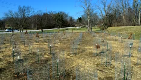 new trees planting and reforestation in rural area