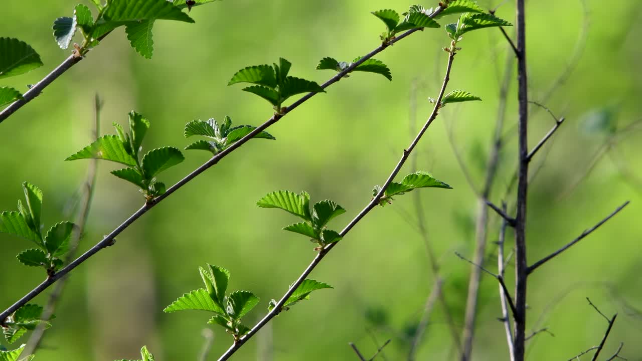 A closeup of sprouts against a blurred background on a light wind