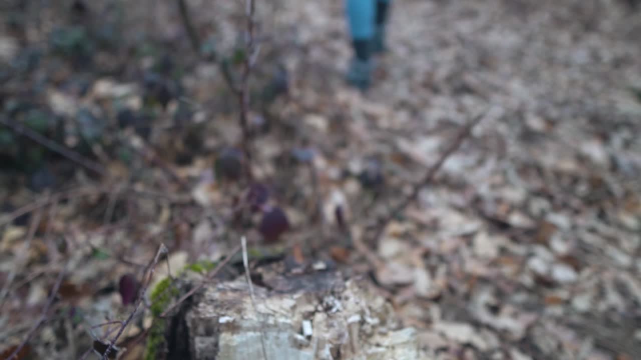 Close up view of dry wood mushrooms with a young woman in blue trousers walking in the background, SLOW MOTION, RACK FOCUS