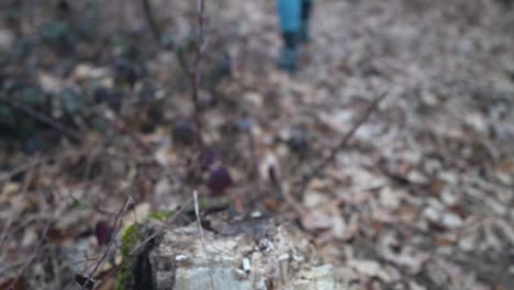 close up view of dry wood mushrooms with a young woman in blue trousers walking in the background, slow motion, rack focus