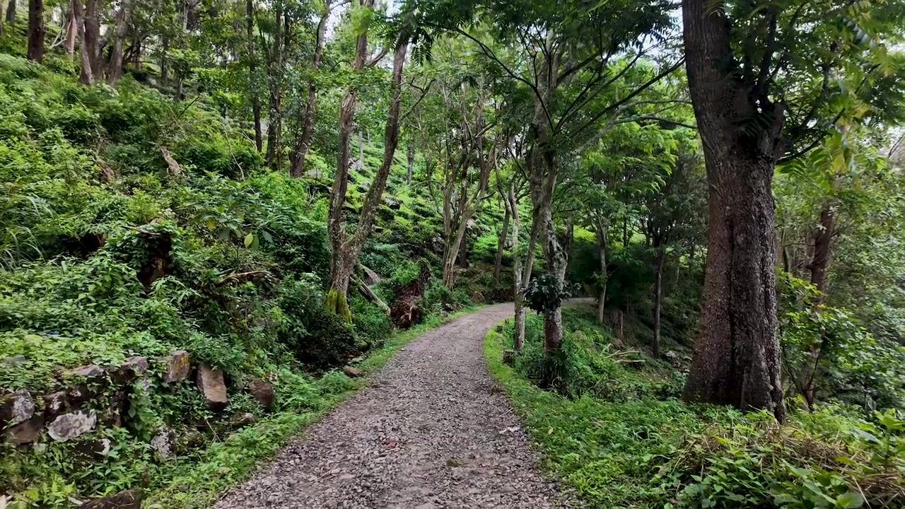 スリランカの鮮やかな緑の熱帯雨林を抜ける穏やかな小道は、静けさと自然の美しさをもたらします。自然愛好家や冒険を求める人に最適です。