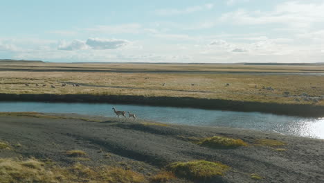 Atemberaubende-Luftaufnahme-Von-Zwei-Guanacos,-Die-In-Der-Nähe-Des-Rio-Grande-In-Argentinien-Galoppieren