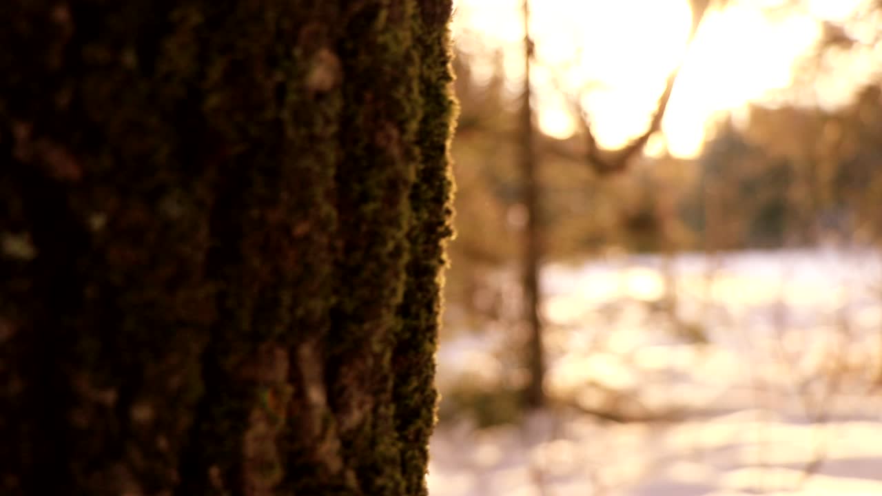 껍질에 이끼를 보여주기 위해 나무를 닫습니다.