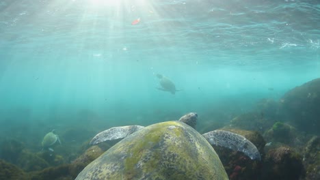 tortuga nadando en el océano