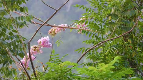 A-female-Hepatic-Tanager-hopping-along-a-branch-of-a-tree-surrounded-by-vibrant-leaves-and-vegetation,-Columbia