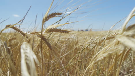 moving backwards through organic barley in slow motion