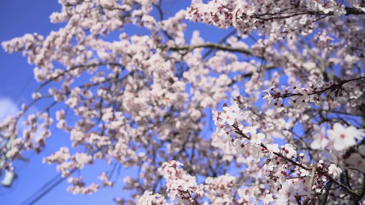 春に美しい花を咲かせる桜の木の枝