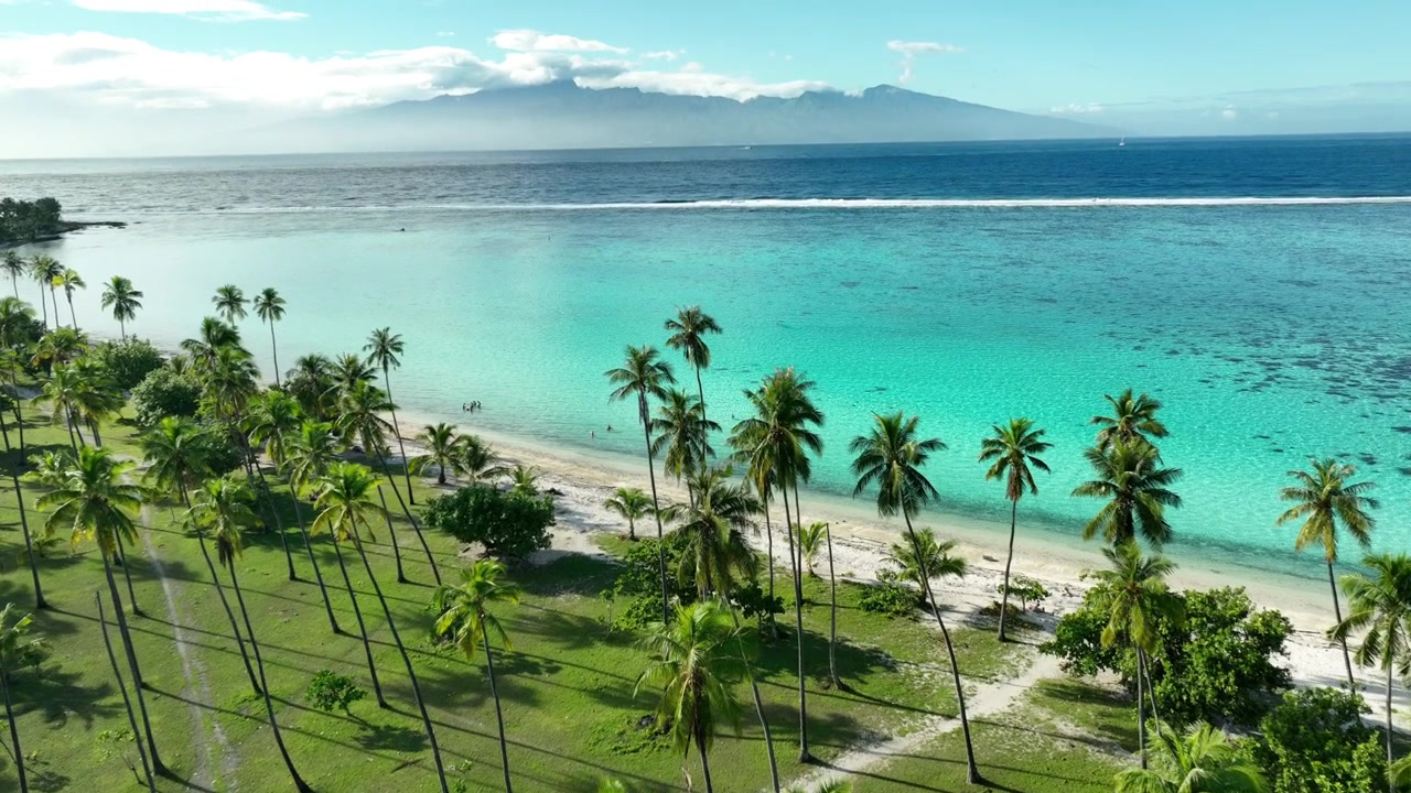 Coqueiros altos margeiam a costa gramada ao lado da lagoa turquesa na Praia de Temae, Moorea, Polinésia Francesa, com montanhas distantes do Taiti se erguendo sobre a água calma protegida por recifes. Imagem aérea de drone se aproximando.