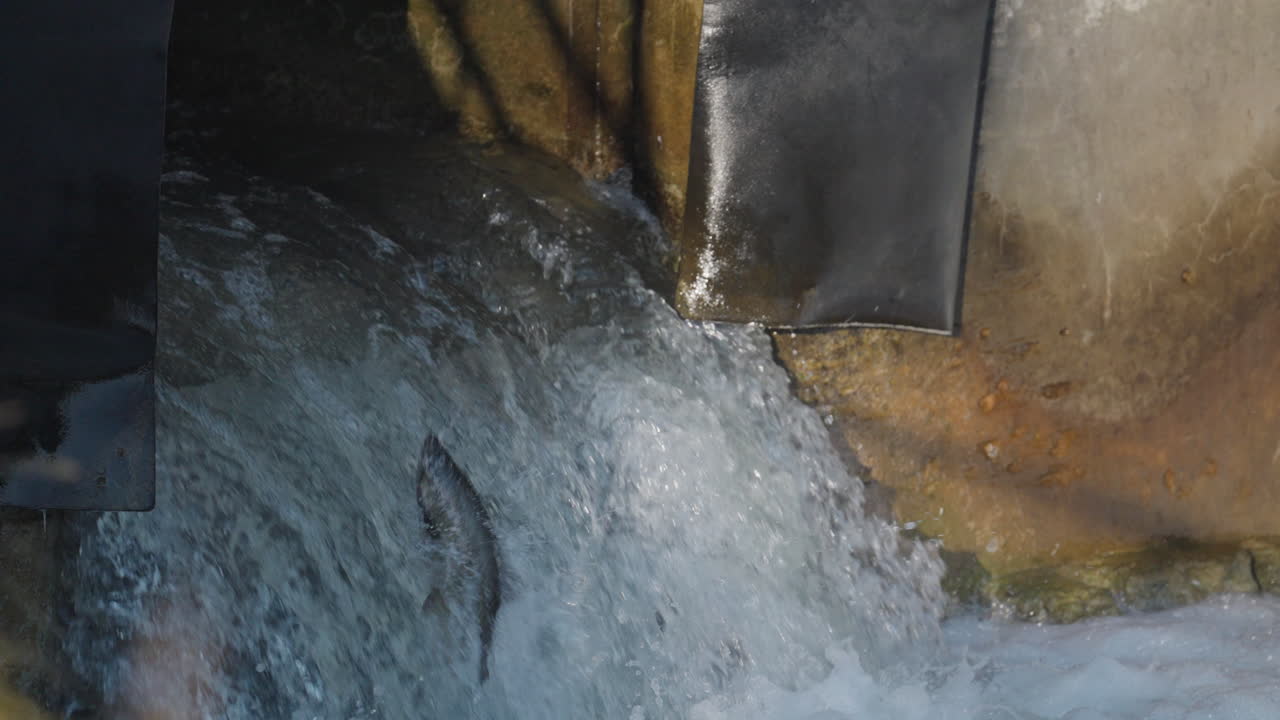 Watch salmon leap energetically in Ganaraska's rushing waters in slow motion