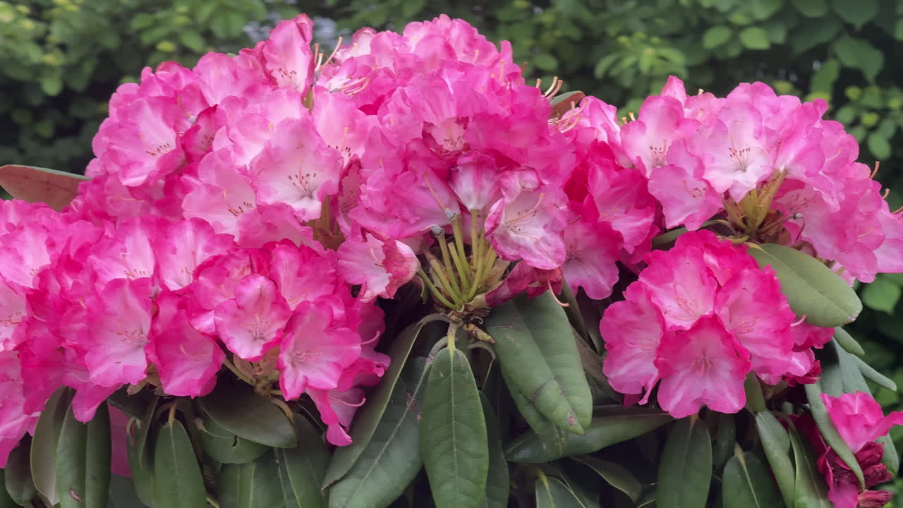 Primo piano di vivaci fiori di rododendro rosa che sbocciano in un giardino lussureggiante. Petali dettagliati e foglie verdi creano una colorata scena naturale primaverile con un arbusto fiorito ornamentale.